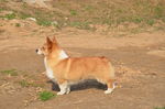 柯基犬