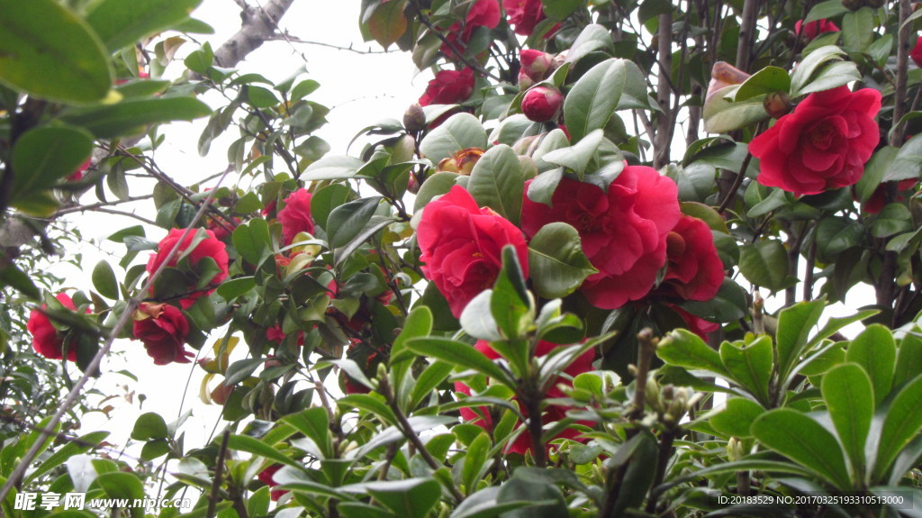 山茶花