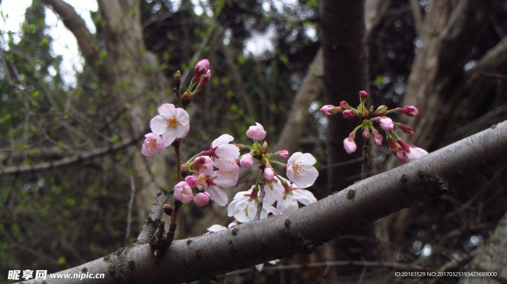 樱花 早樱