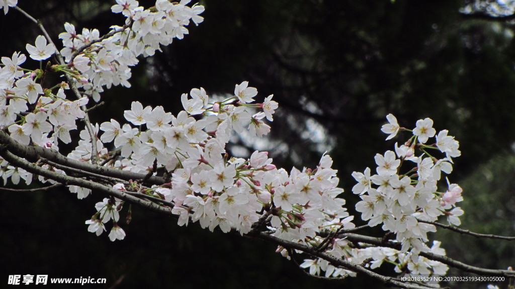 樱花 早樱