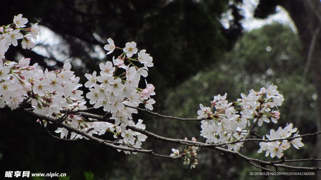 樱花 早樱