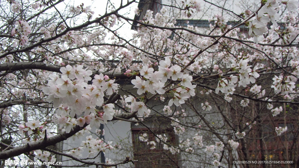 樱花 早樱