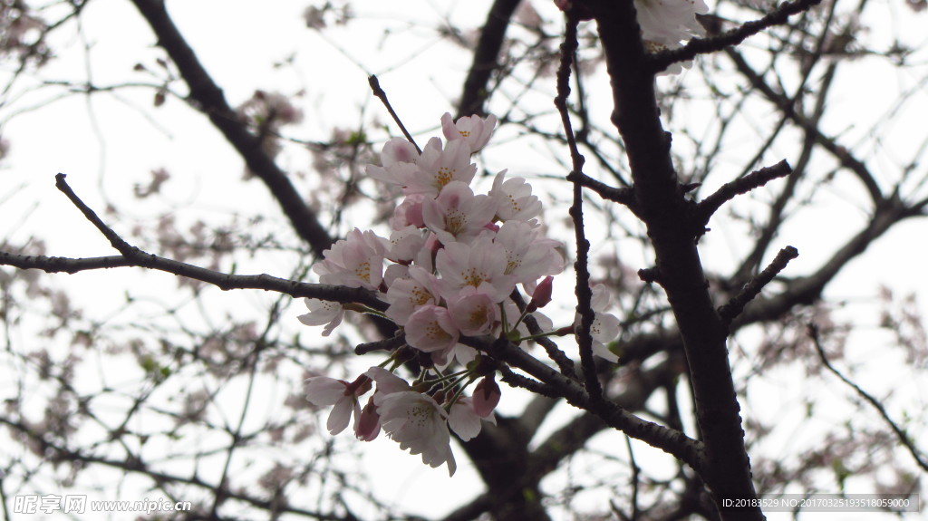 樱花 早樱