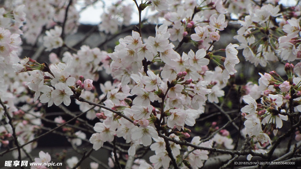 樱花 早樱