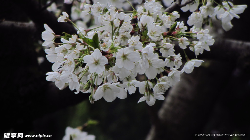 樱花 早樱