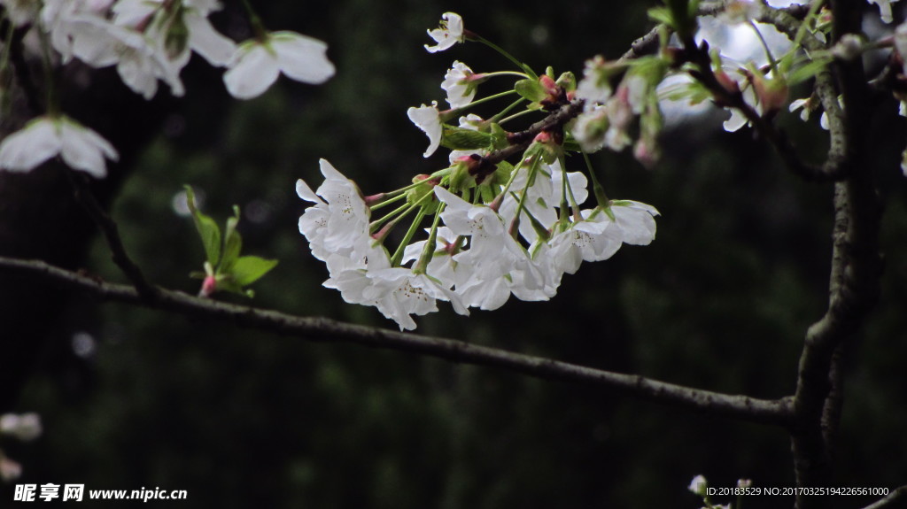 樱花 早樱