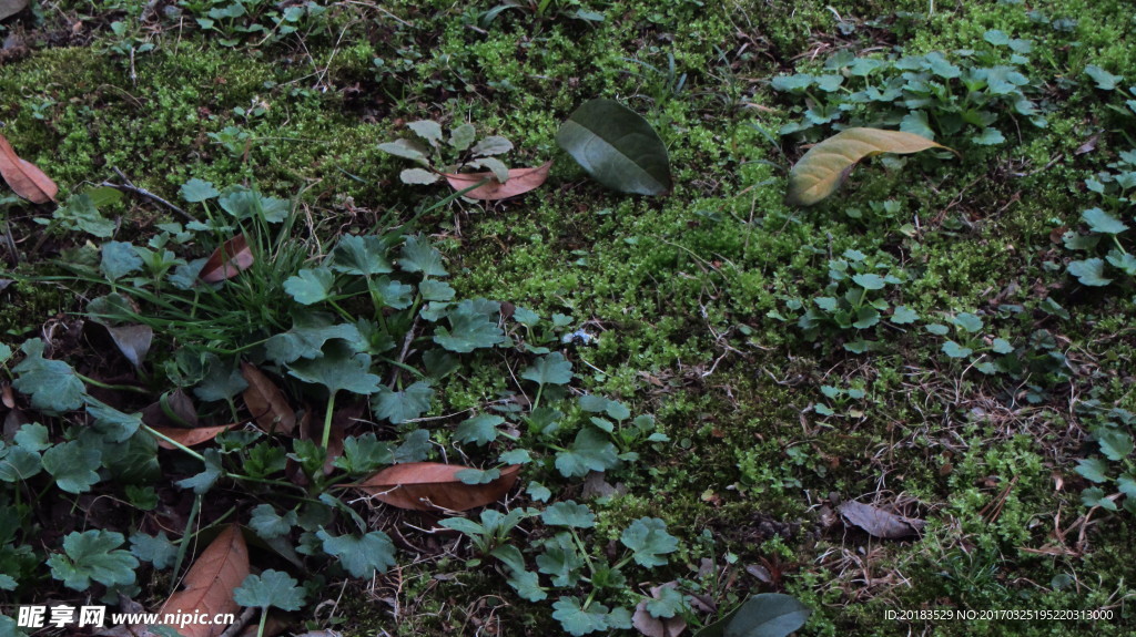 草地 青草