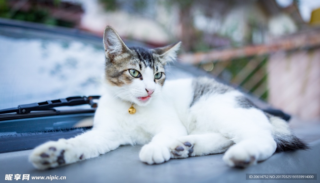 趴在车上的猫咪