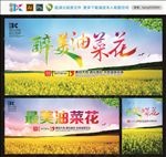 油菜花