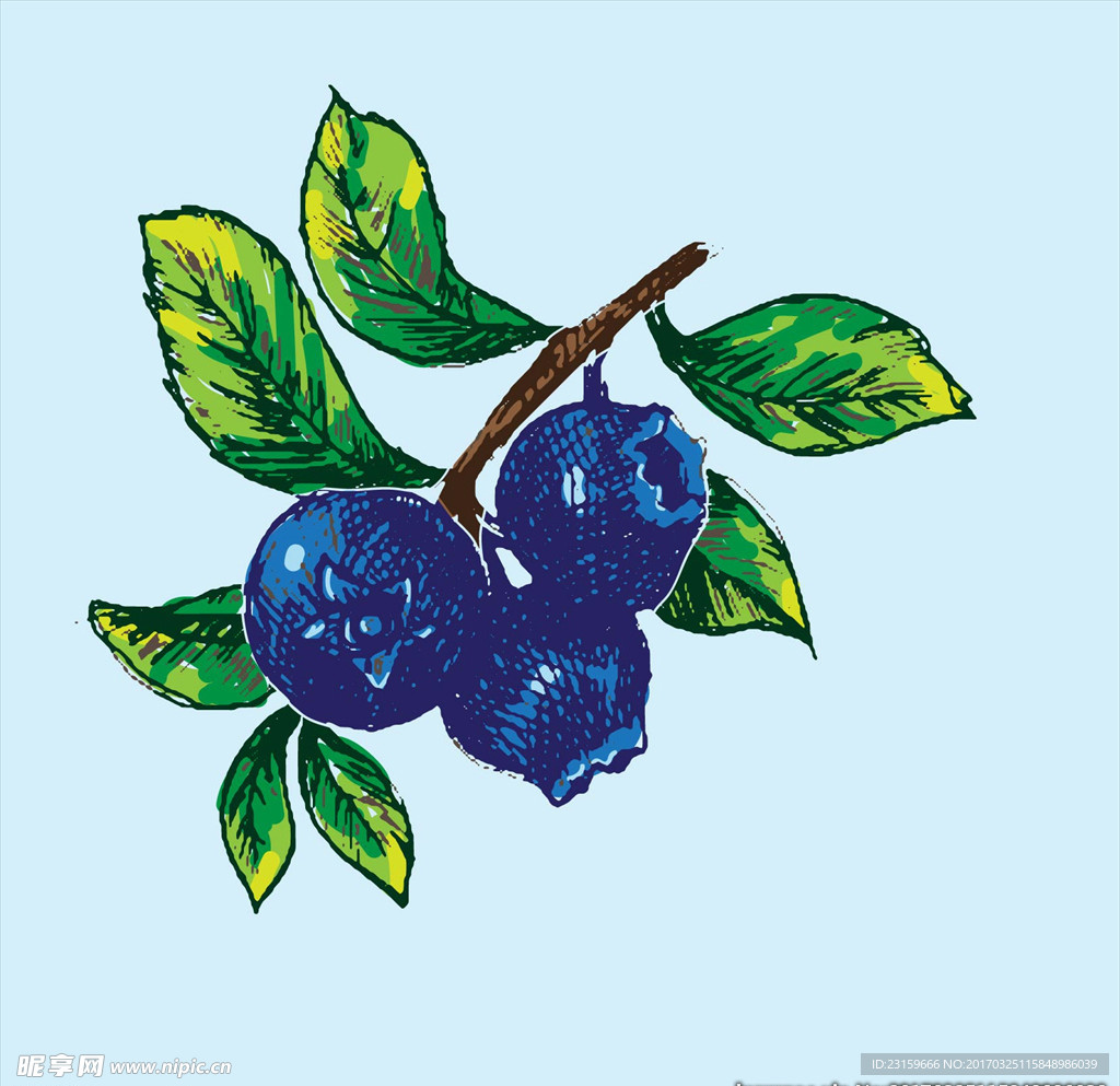 彩绘蓝莓