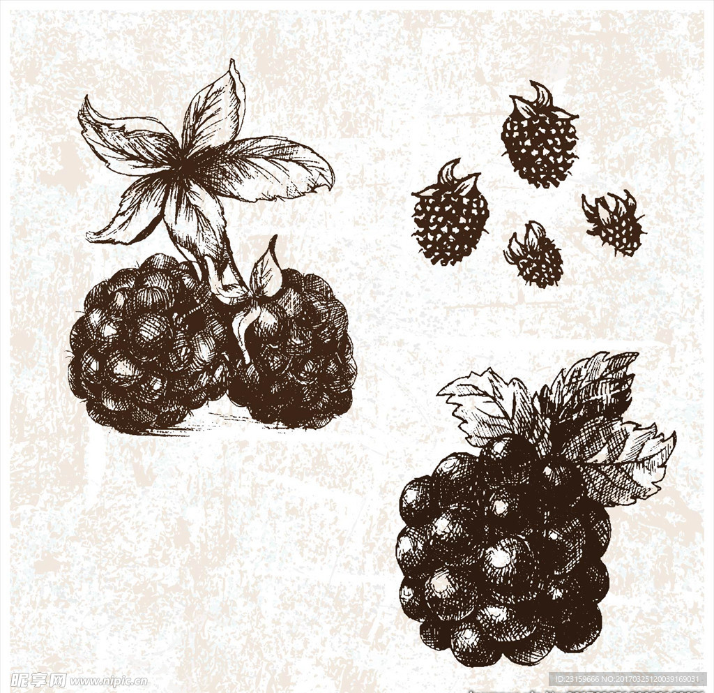 手绘黑莓树莓