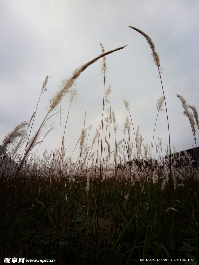 白毛植物