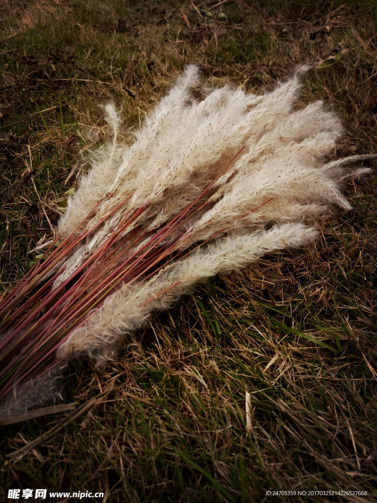 白毛植物