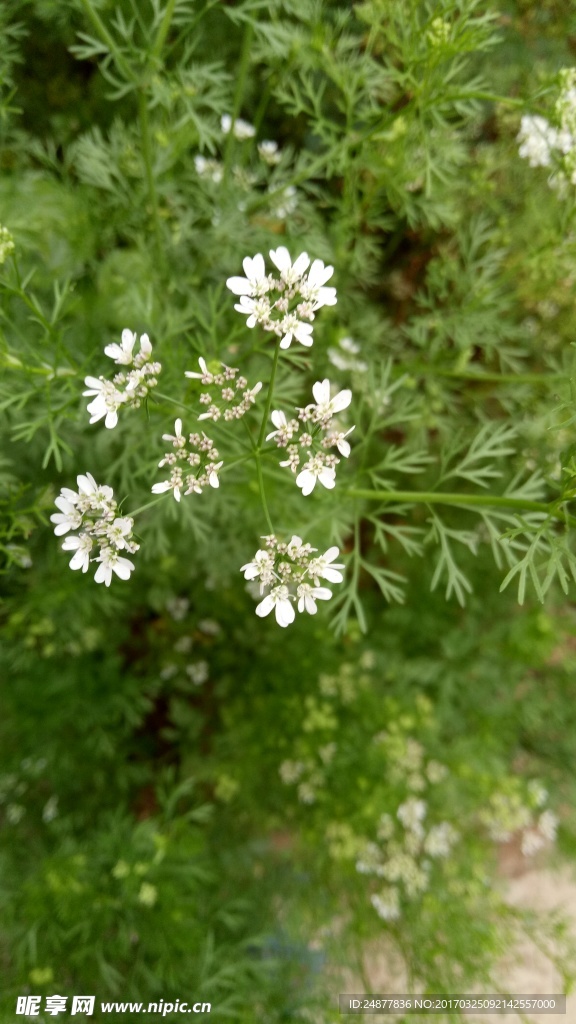 香菜花