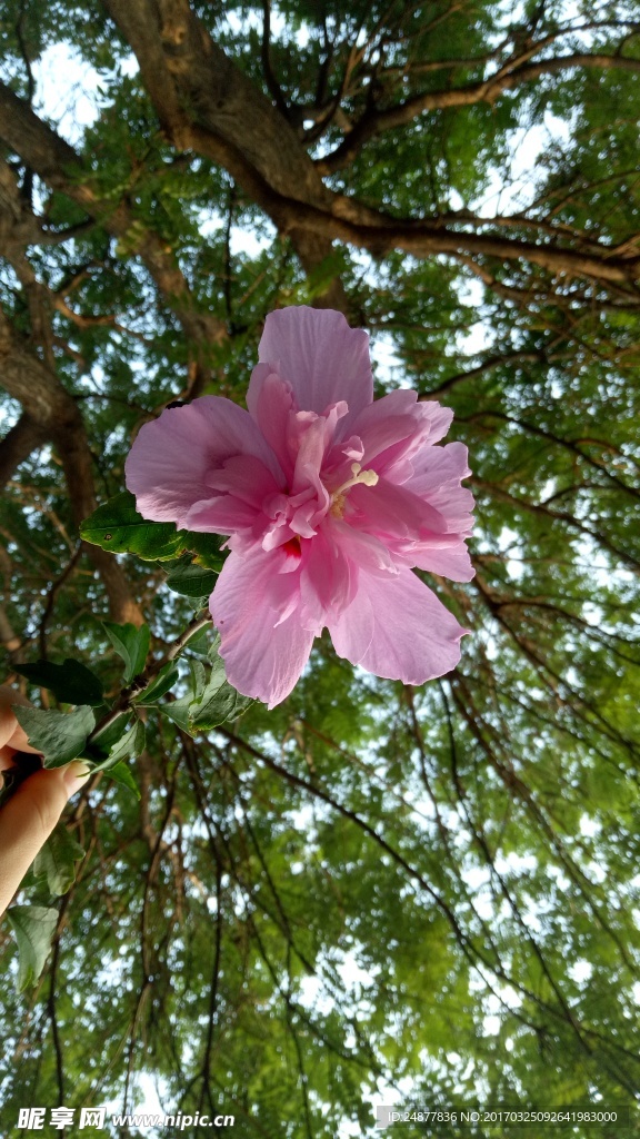 一支粉红色的花
