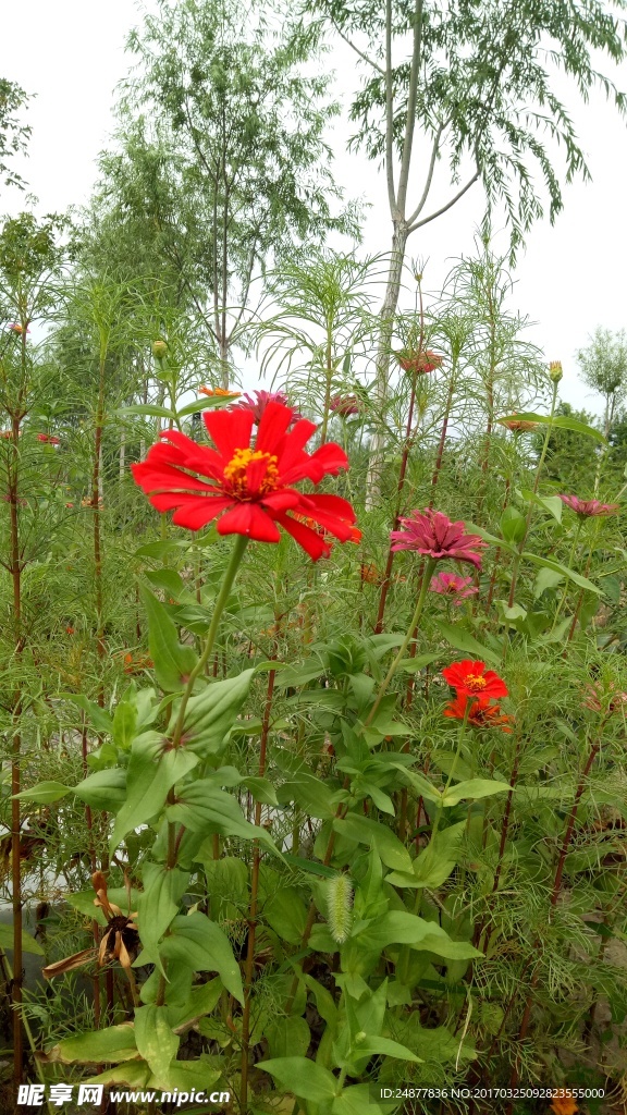 林中花