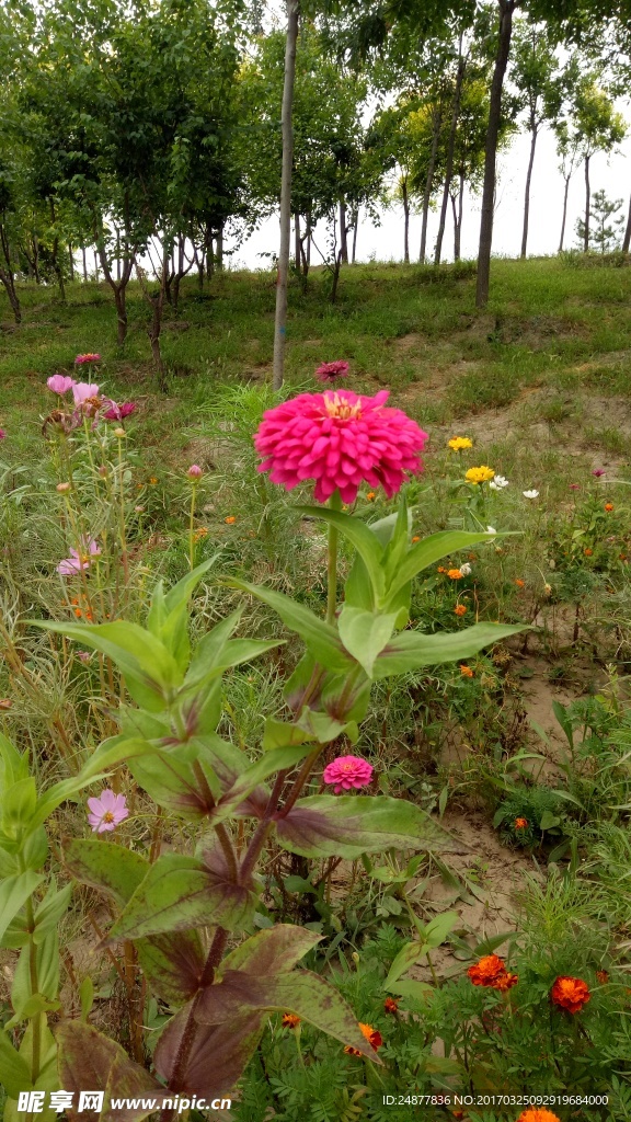 一支粉红色的花