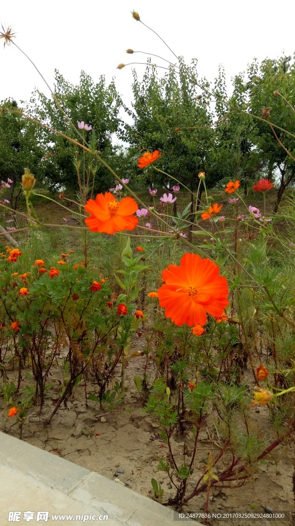 橘红色的花
