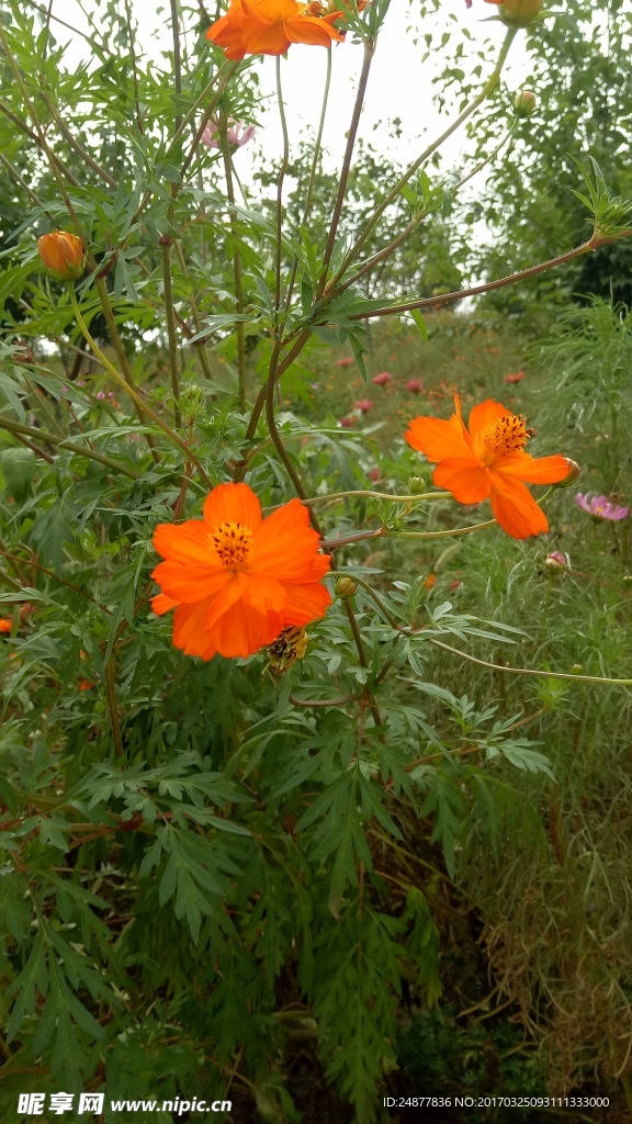 橘红色小花