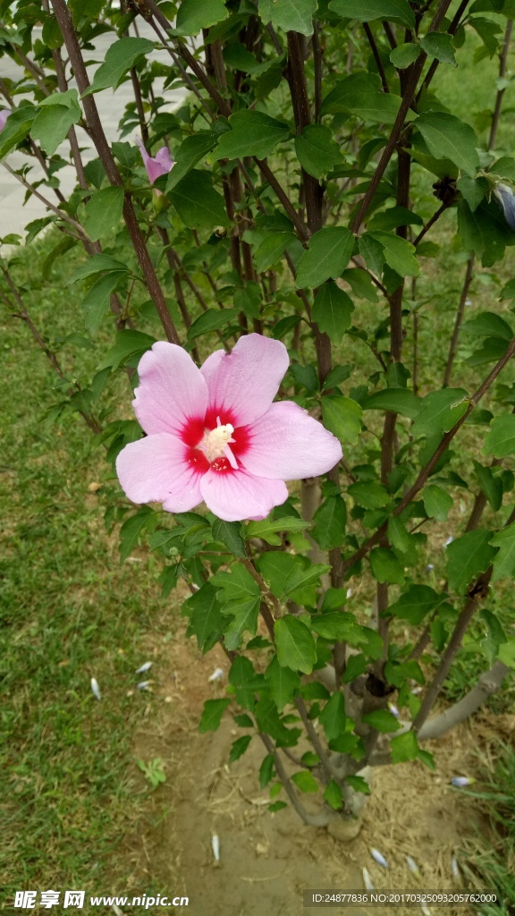 一朵粉花