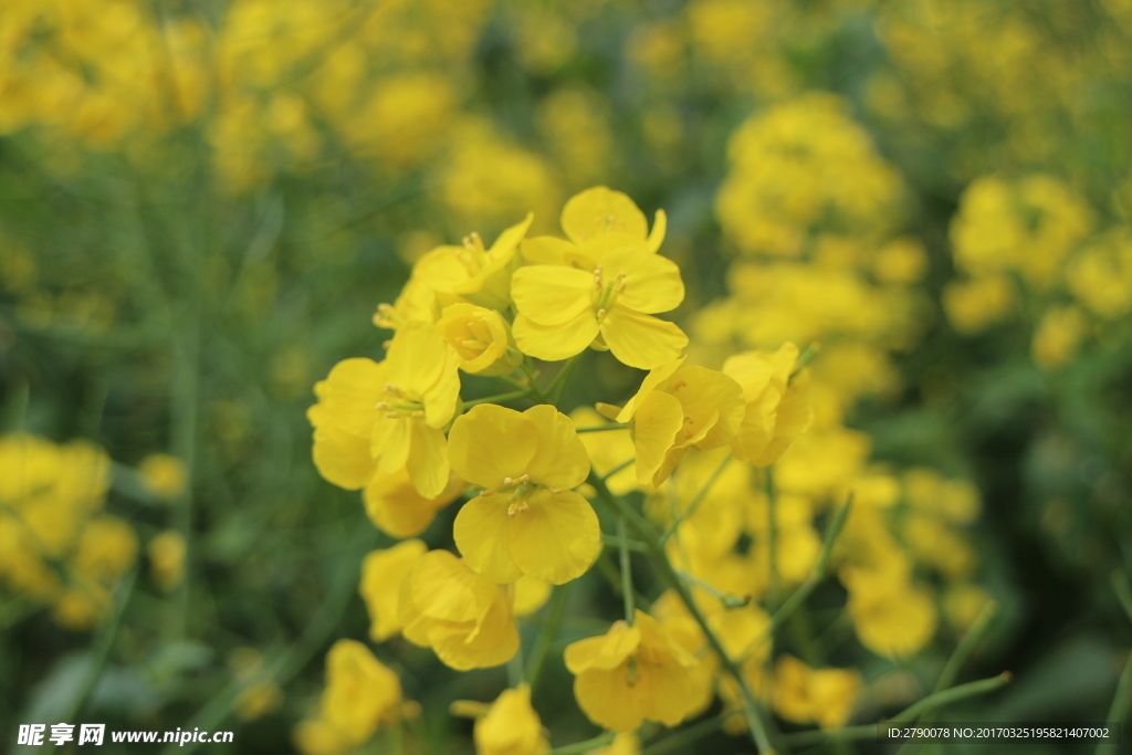 油菜花