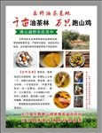 油茶山鸡海报