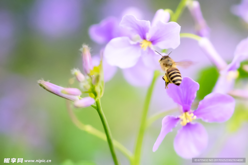 蜜蜂