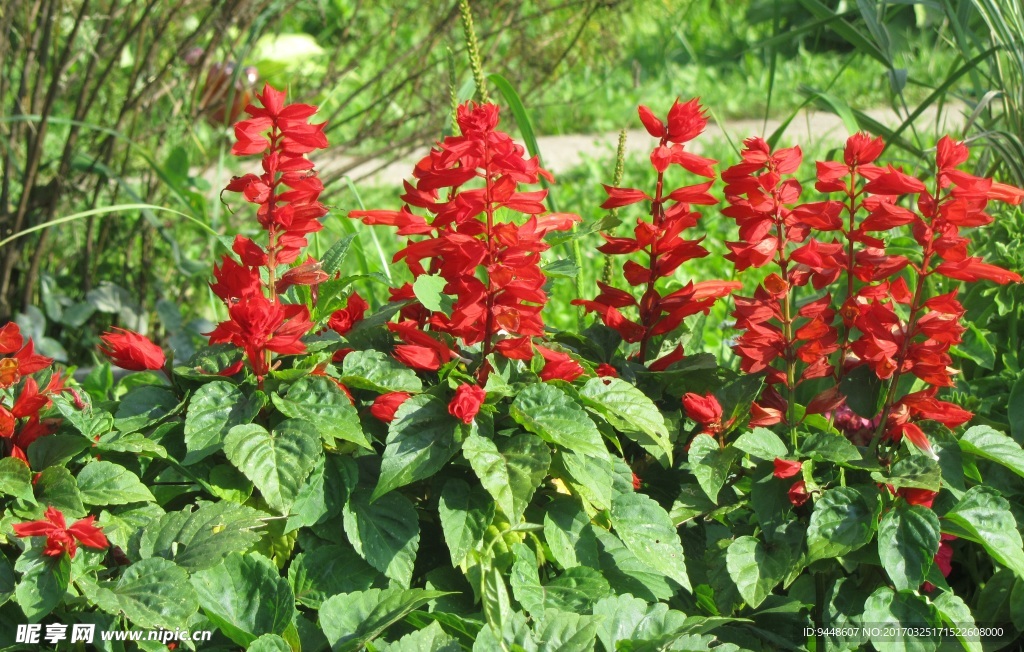 红色鼠尾草图片