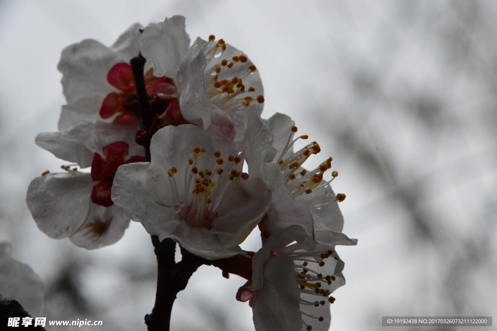 雨露杏花