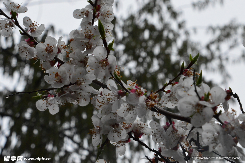 雨露杏花