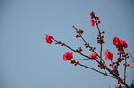 春华秋实桃花