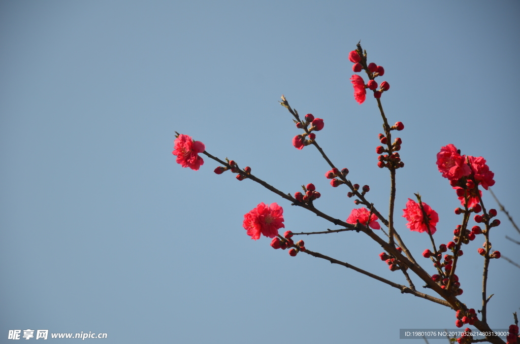 春华秋实桃花