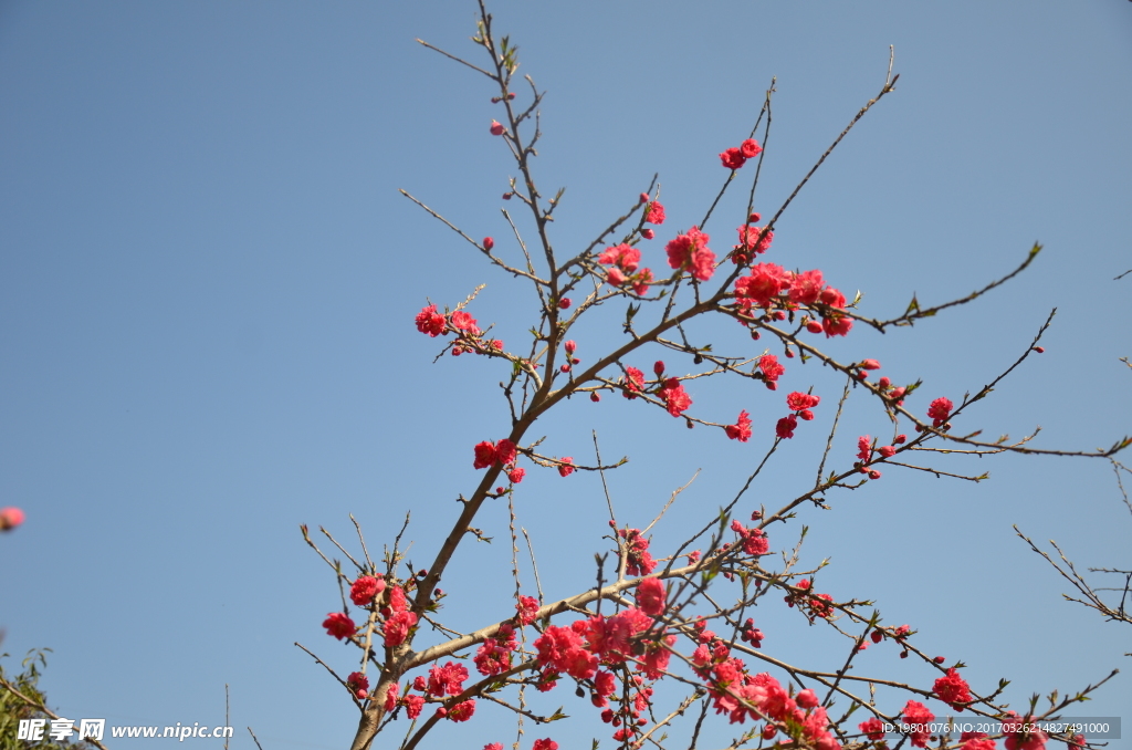 春华秋实桃花