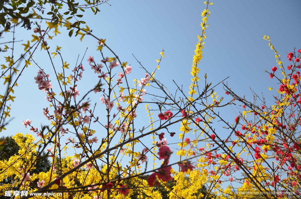 春华秋实桃花