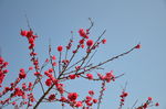 春华秋实桃花