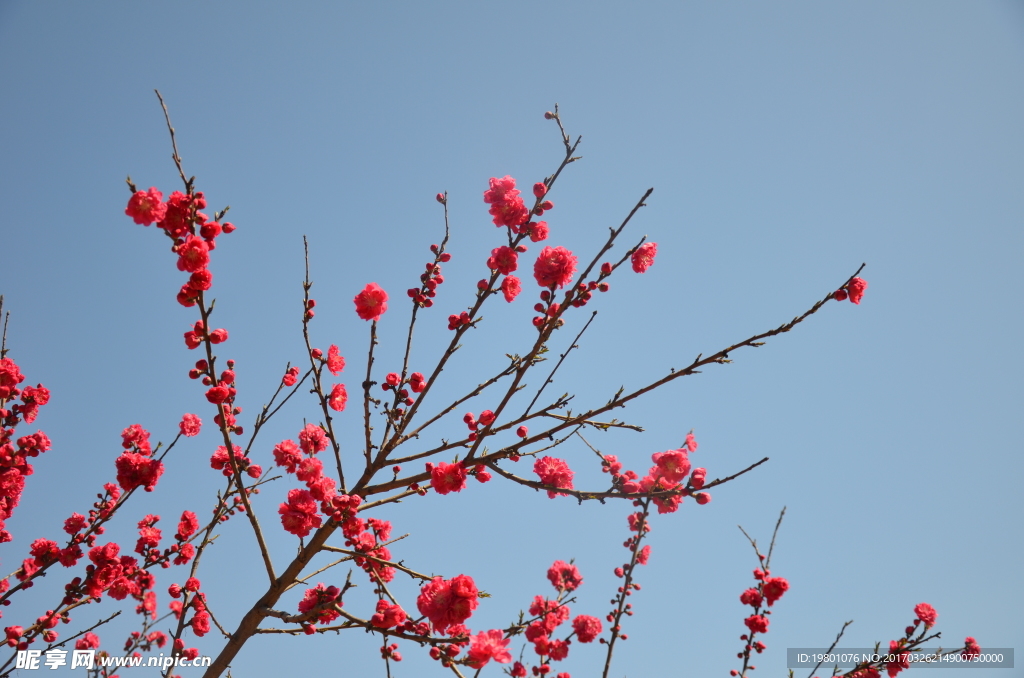 春华秋实桃花