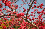 春华秋实桃花