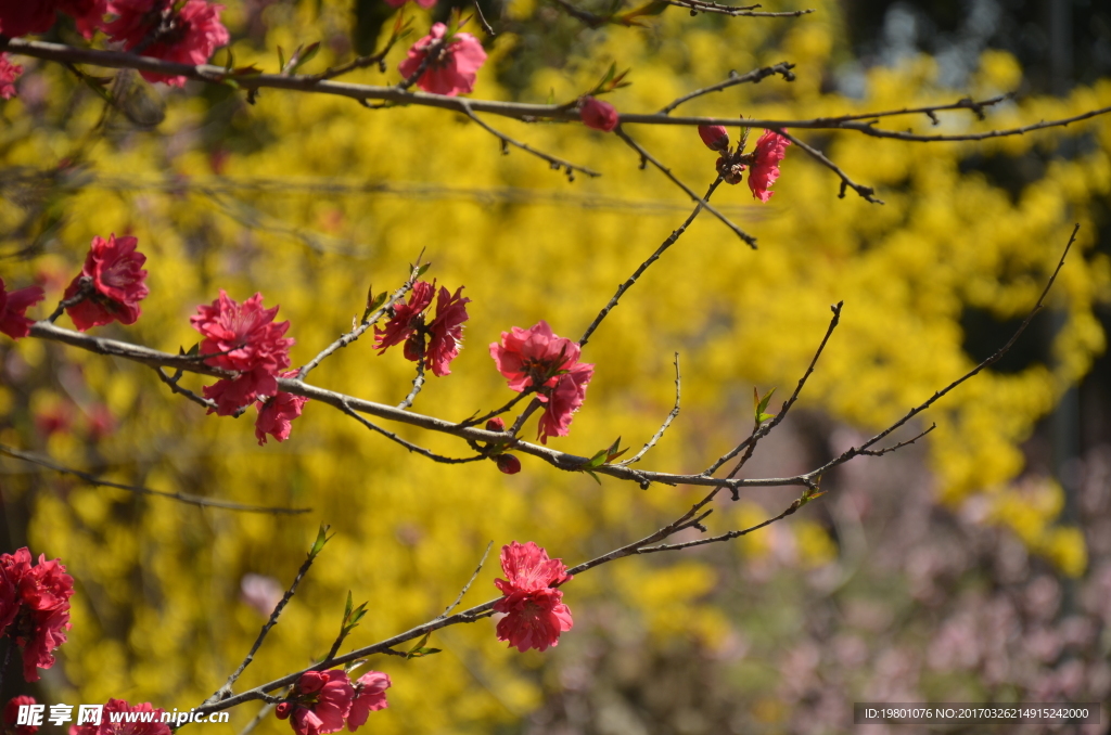 春华秋实桃花