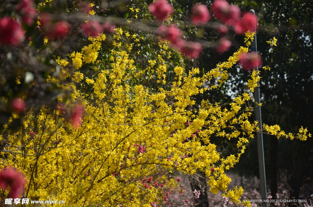 春华秋实桃花