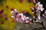 春华秋实桃花