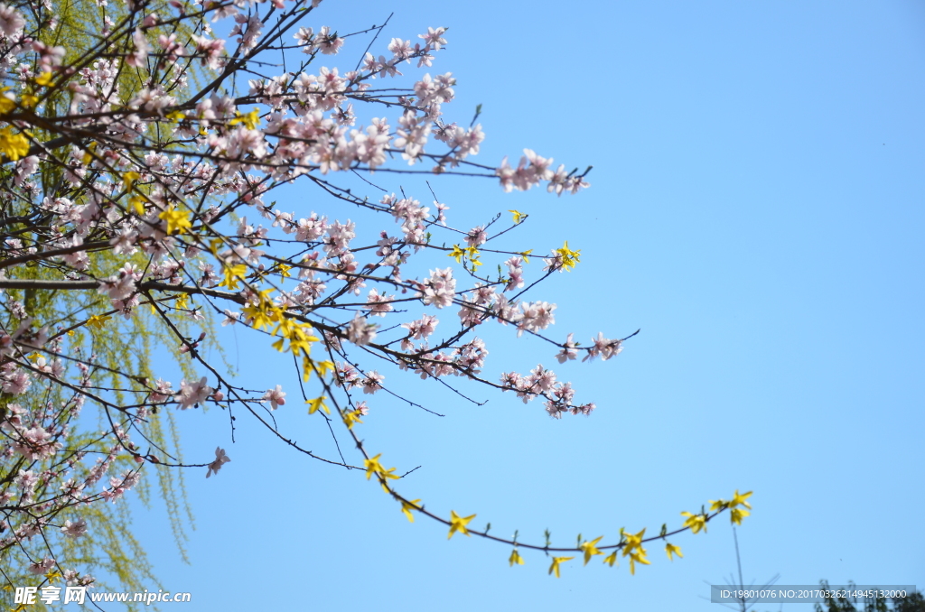 桃花