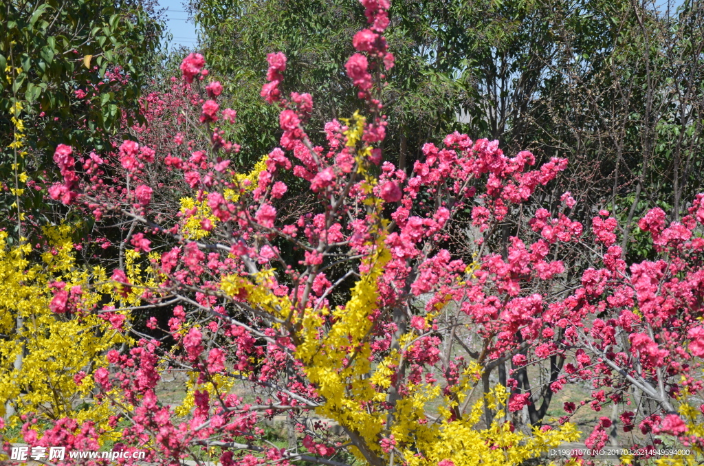 桃花