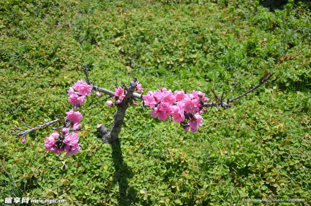 桃花