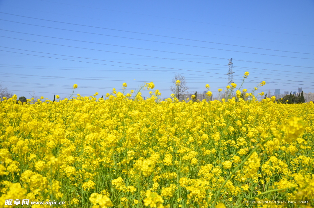 油菜花
