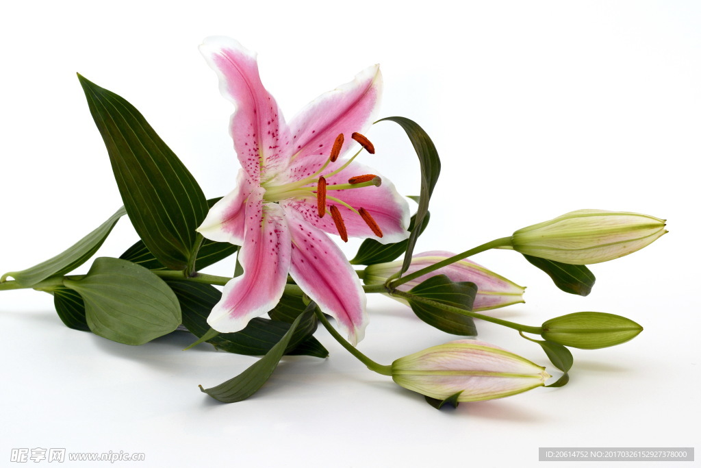 百合花