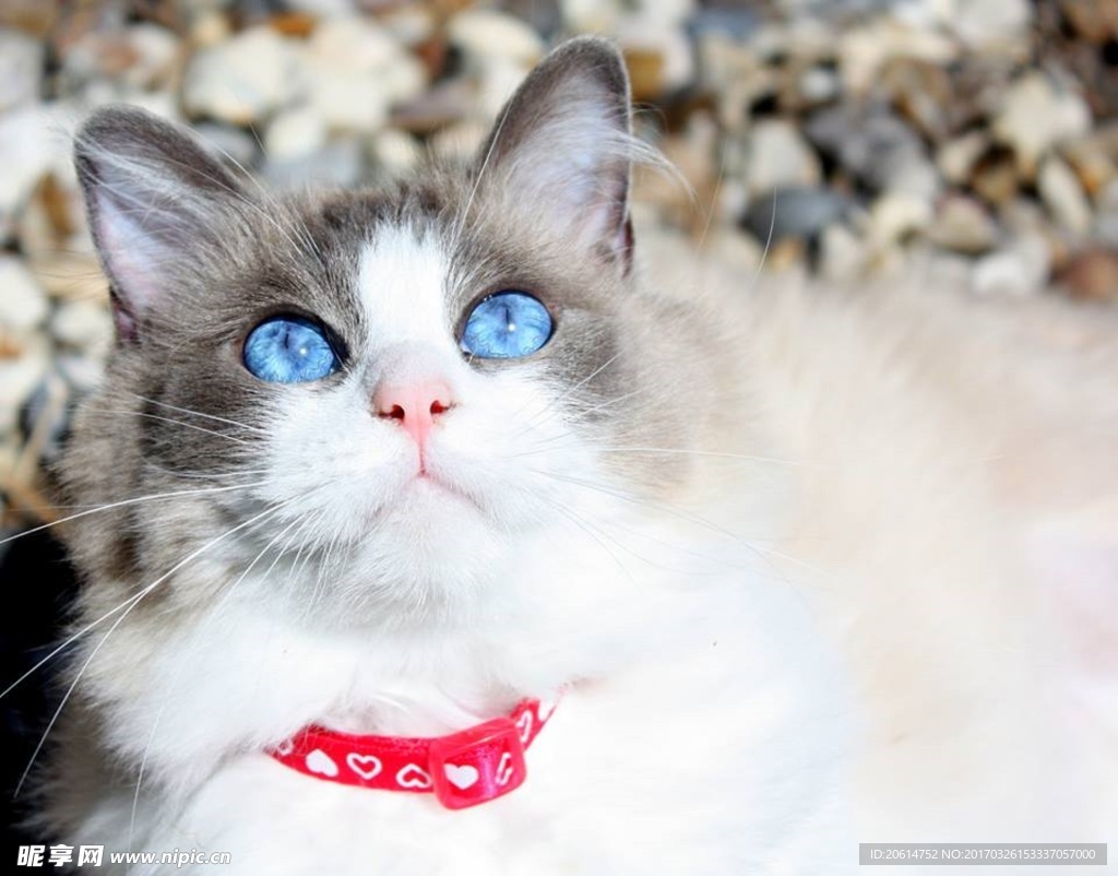 猫咪