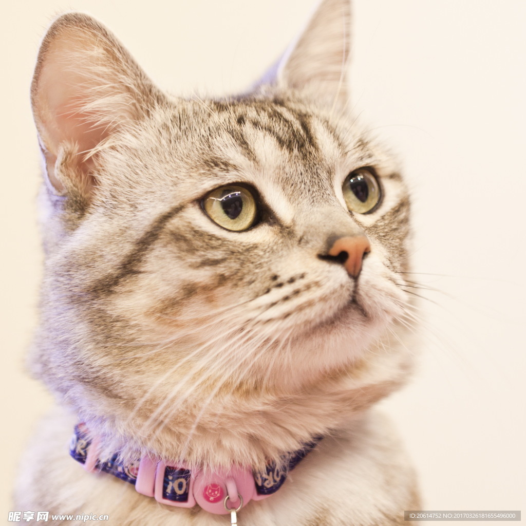 可爱的猫咪