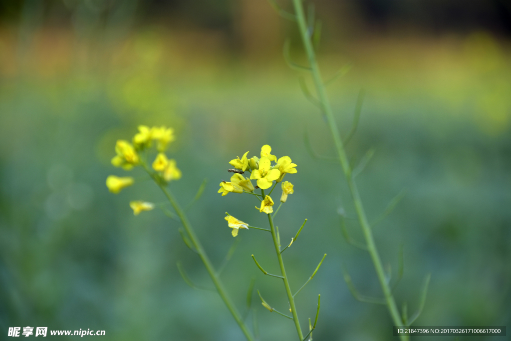 油菜花