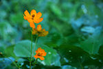 油菜花