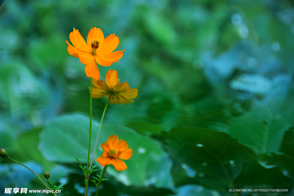 油菜花